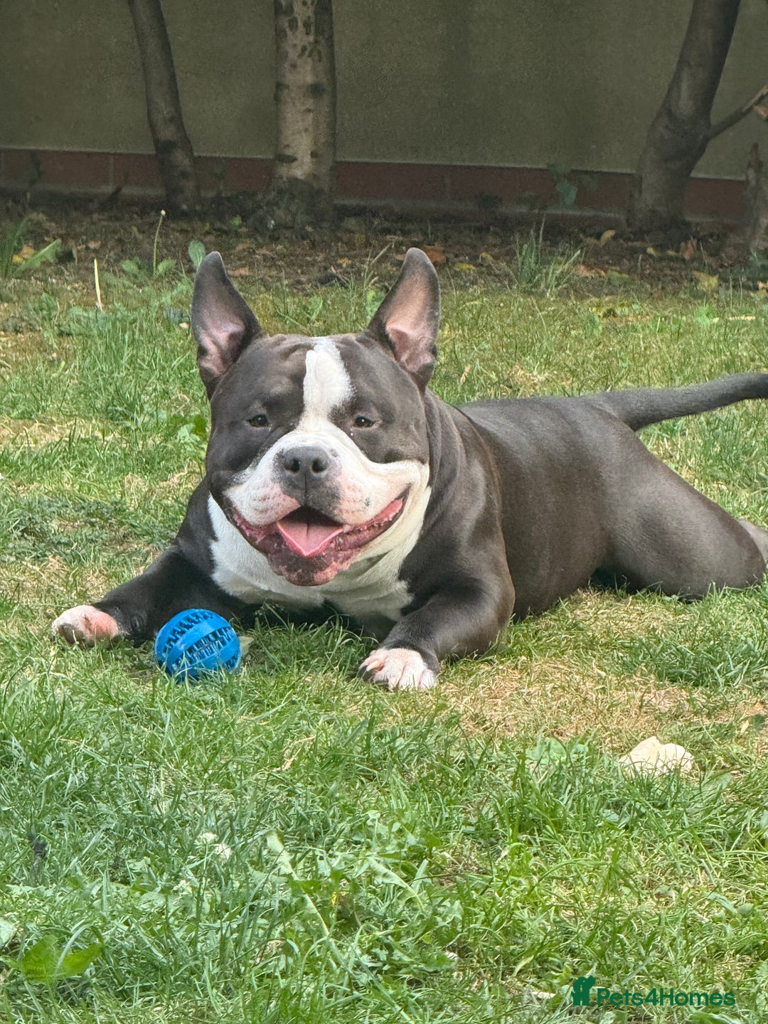 American Bully dogs for stud: American bully pocket - Image 1