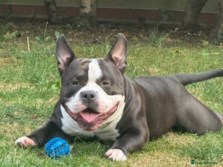 American Bully dogs - Advert 8