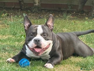 American Bully dogs American bully pocket - Advert 5