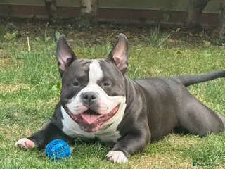 American Bully dogs American bully pocket - Advert 6