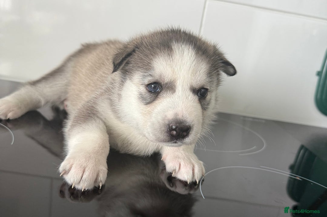 Siberian Husky dogs for sale: Male Siberian Husky Pups  - Image 10