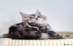 Maine Coon cats for sale: PEDIGREE MAINE COON KITTENS 5 BOYS - Image 26