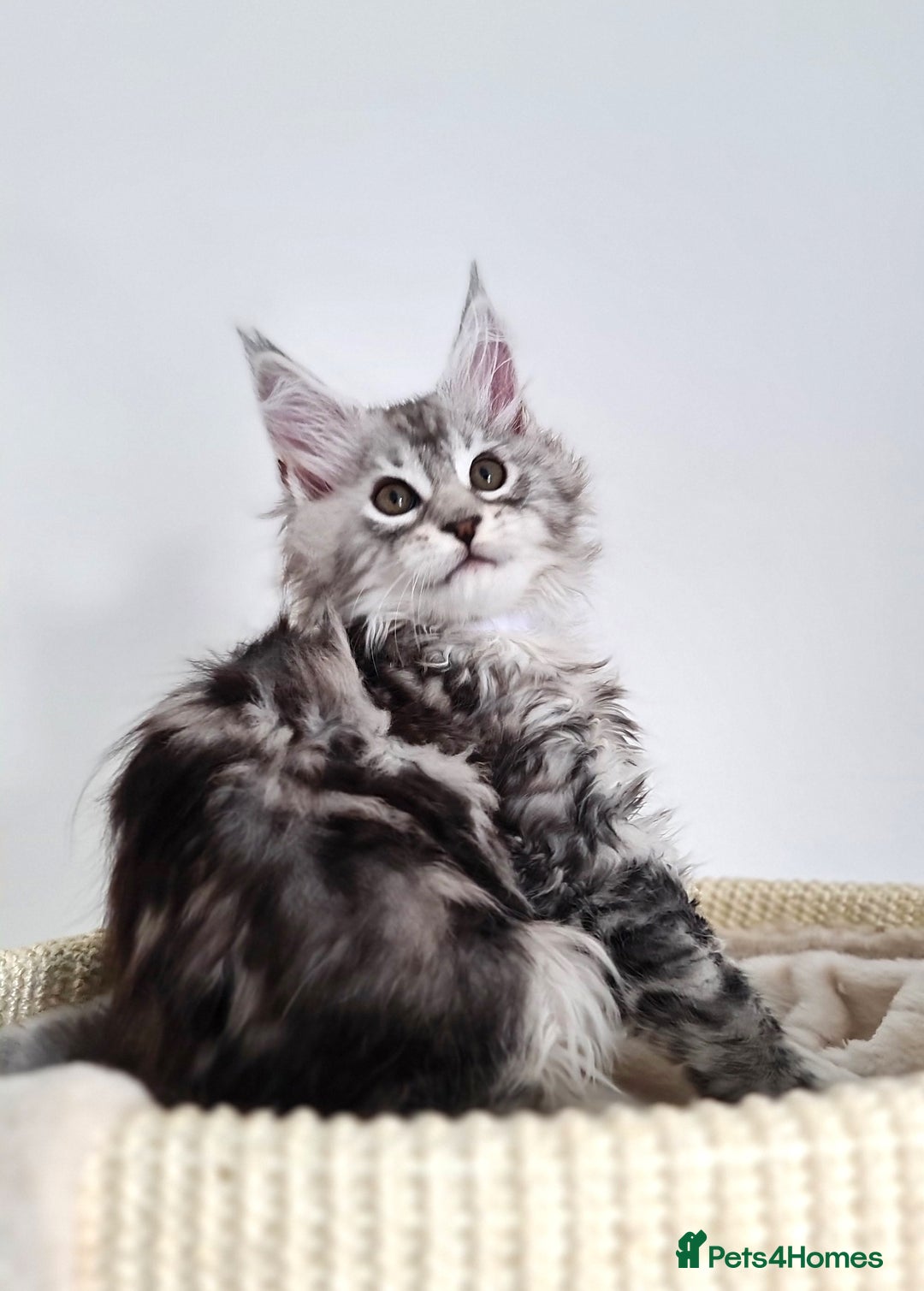 Maine Coon cats for sale: PEDIGREE MAINE COON KITTENS 5 BOYS - Image 26