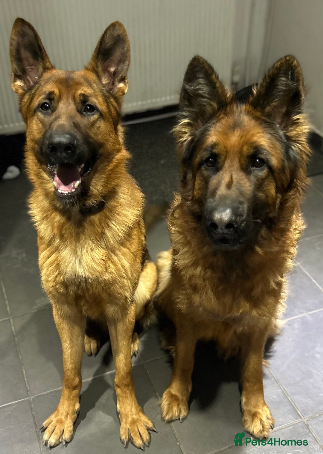 German Shepherd dogs for sale: Kc registered long haired GSD Puppy - Advert 4
