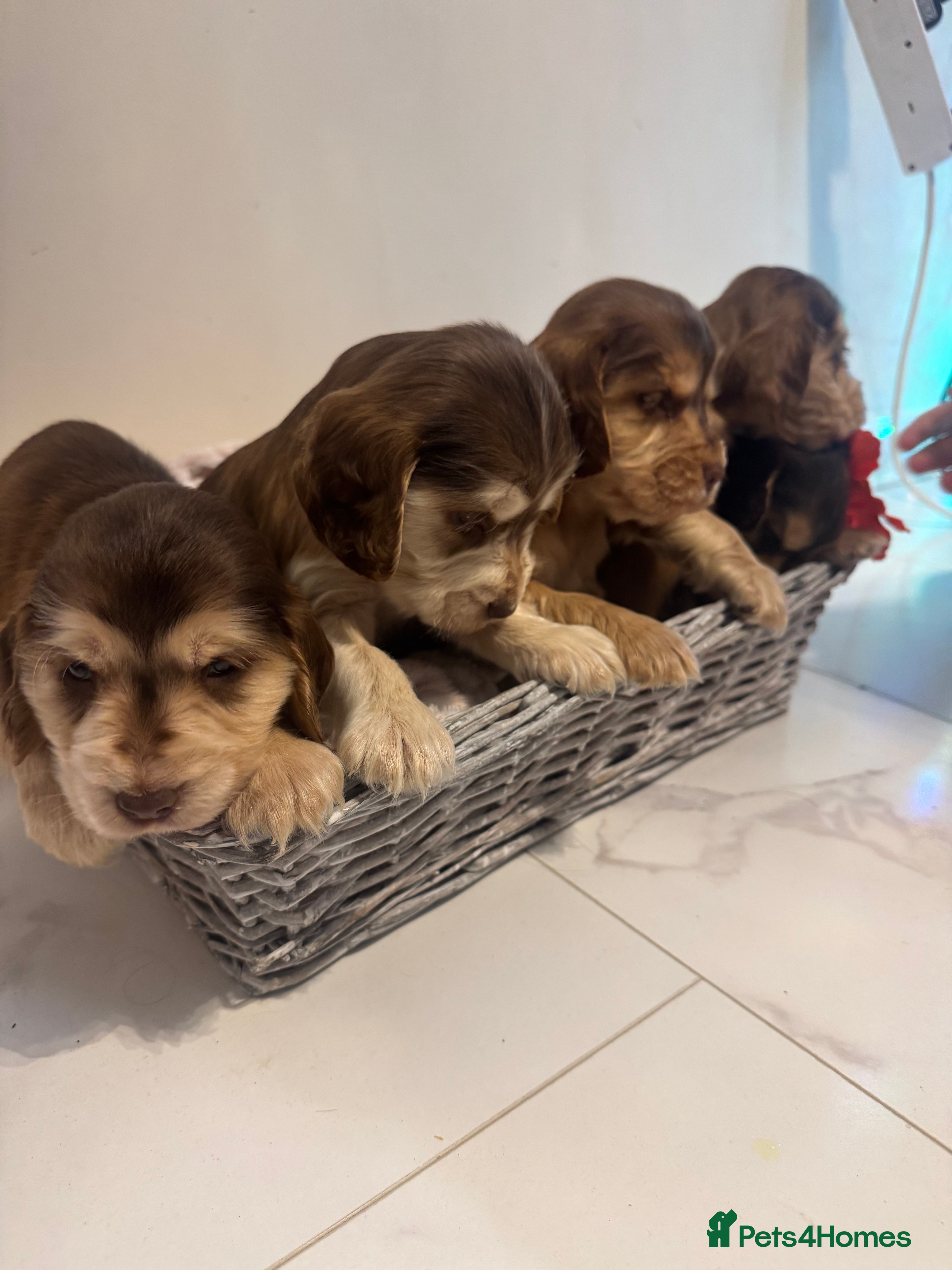 Cocker Spaniel dogs Beautiful KC registered show spaniels  - Advert 7