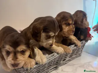 Cocker Spaniel dogs Beautiful KC registered show spaniels - Advert 7