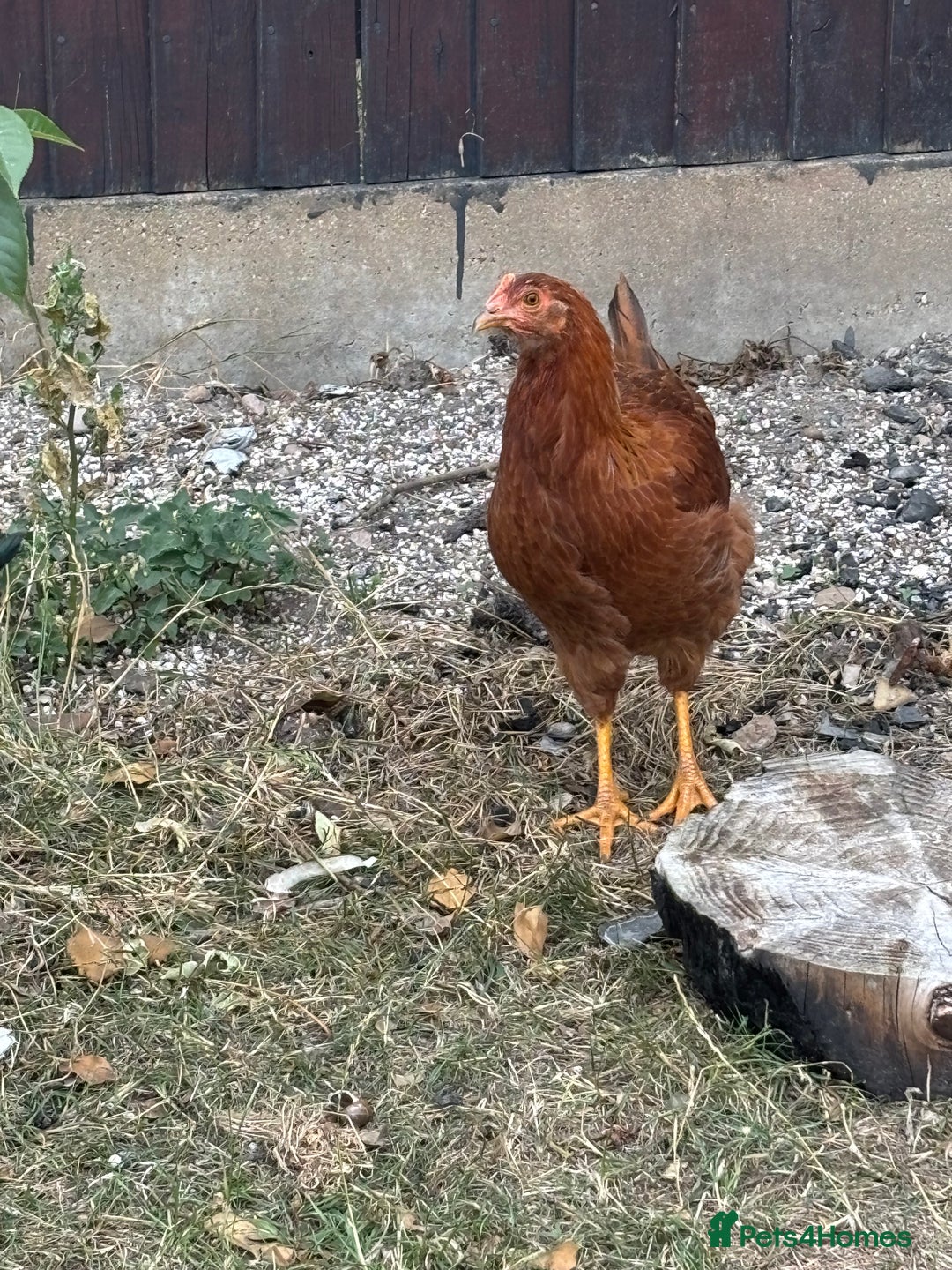 Chickens poultry for sale: Male and female chicken for sale  - Image 3