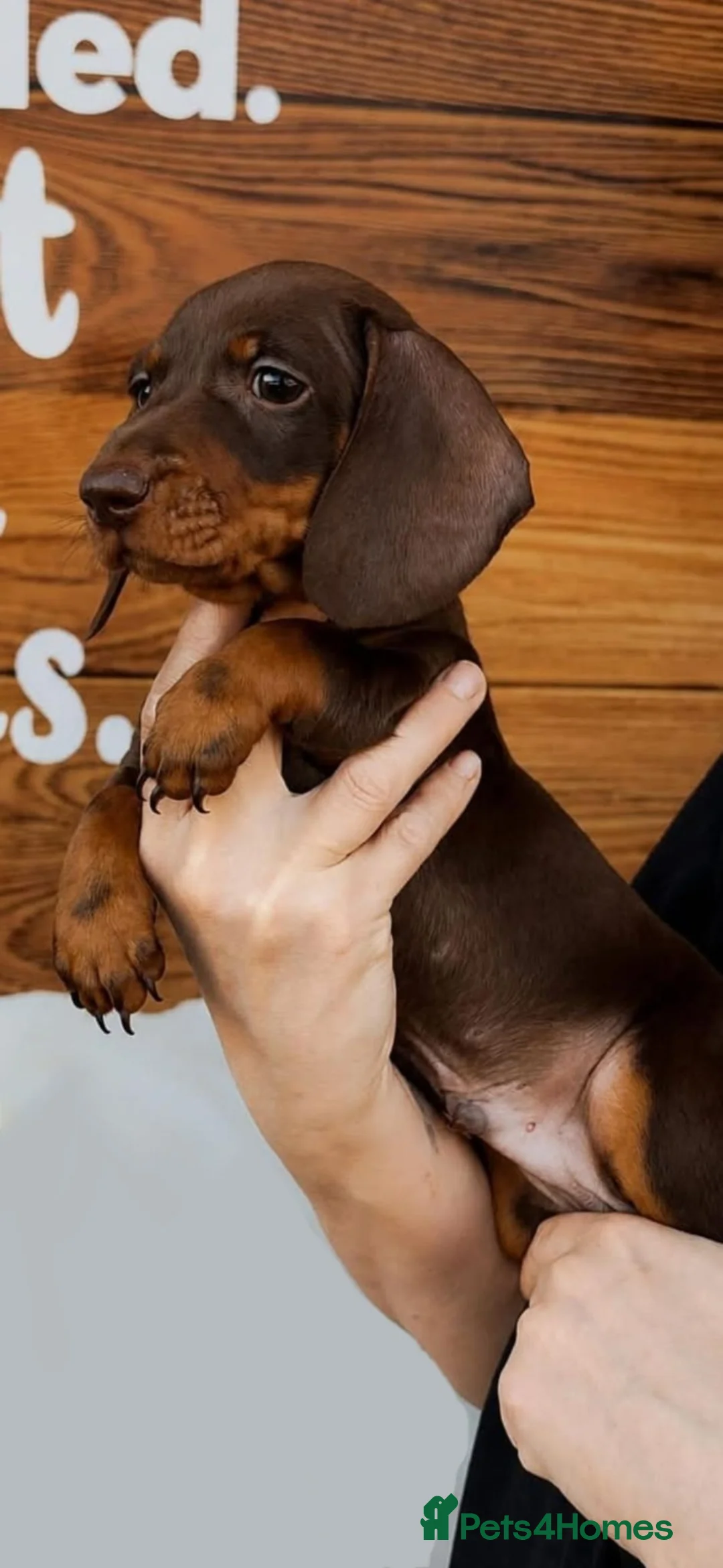Dachshund dogs for sale: Beautiful Chocolate & Tan Dachshund Puppies  - Advert 2