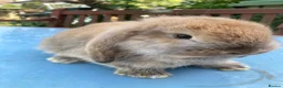French Lop rabbits for sale: French Lop Bunnies in London - Advert 12