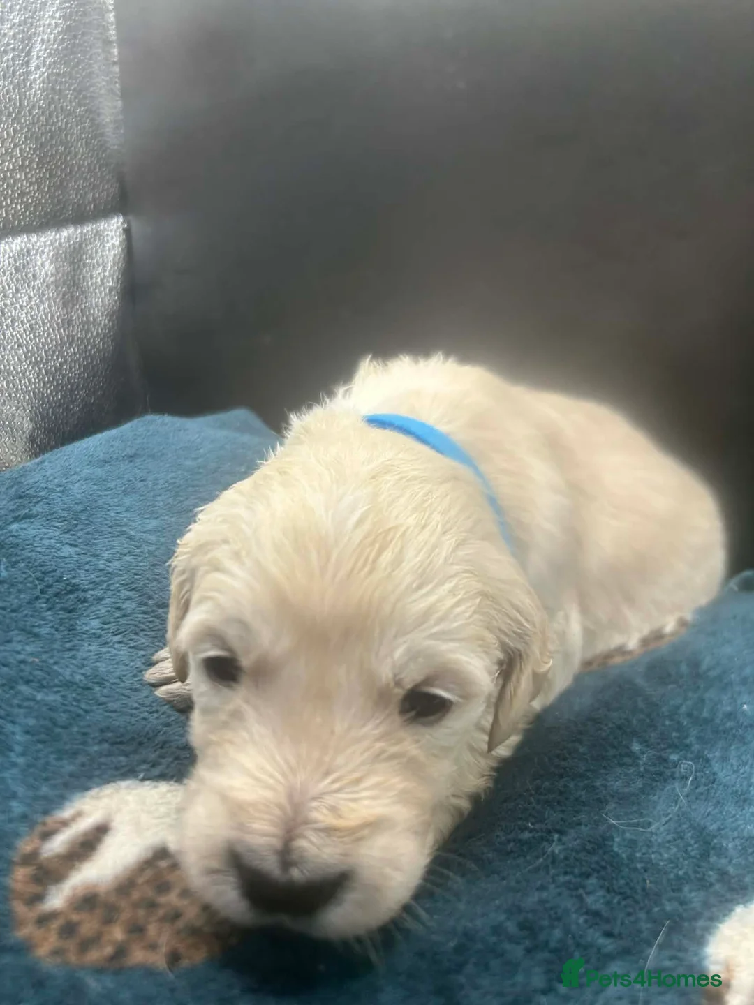 Golden Retriever dogs for sale: Stunning Golden Retrievers. 1 Boys / 1 Girls - Advert 24