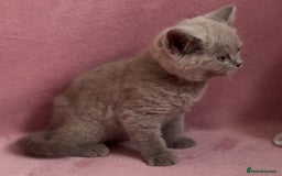 British Shorthair cats for sale: BSH Blue, White rare, Cream, Grey adorable kittens - Image 11
