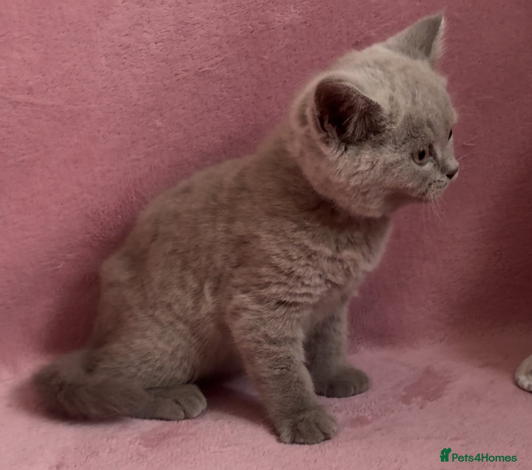 British Shorthair cats for sale: BSH Blue, White rare, Cream, Grey adorable kittens - Image 11