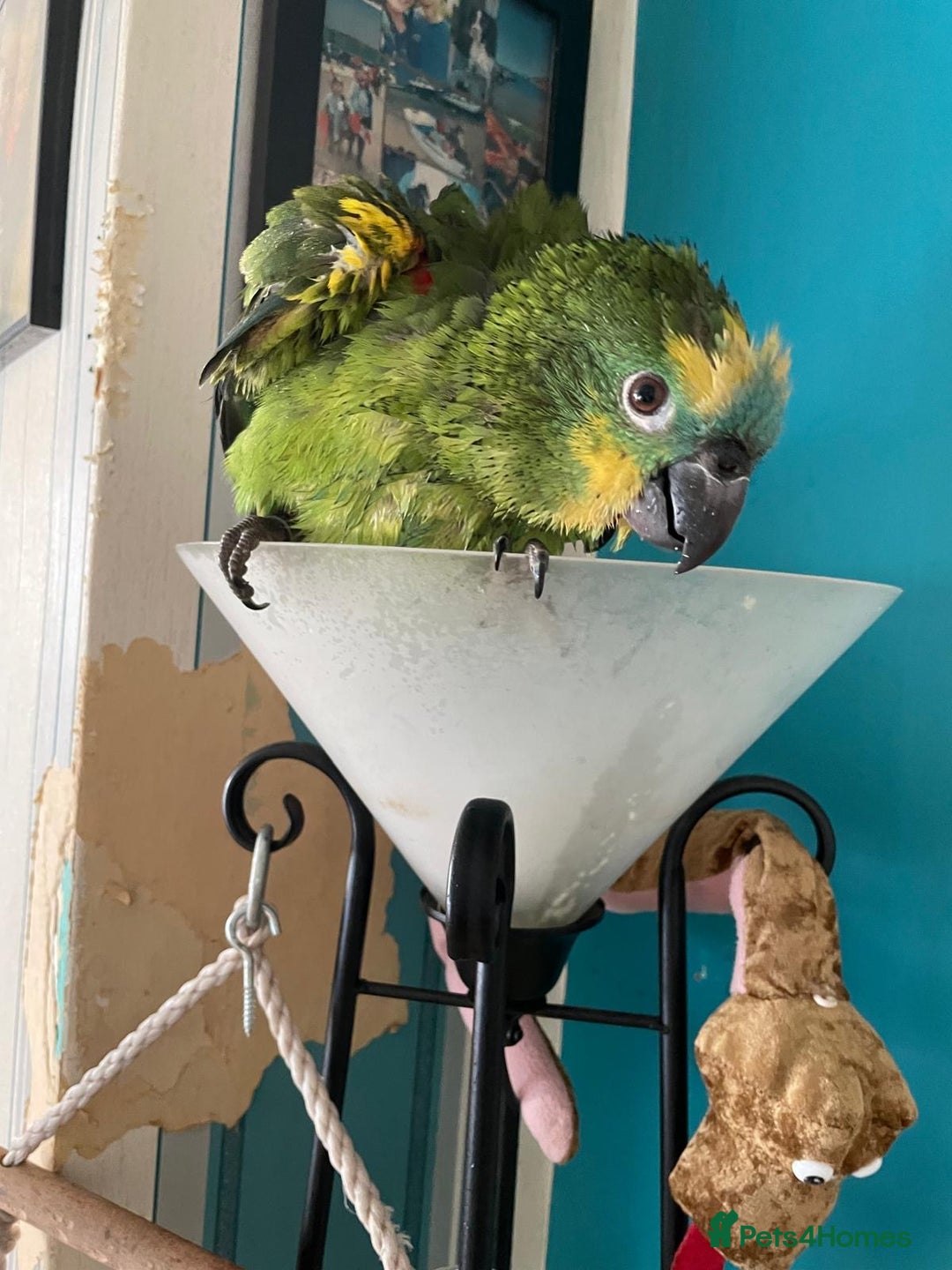 Parrots birds for sale: Beautiful blue front Amazon  - Advert 4