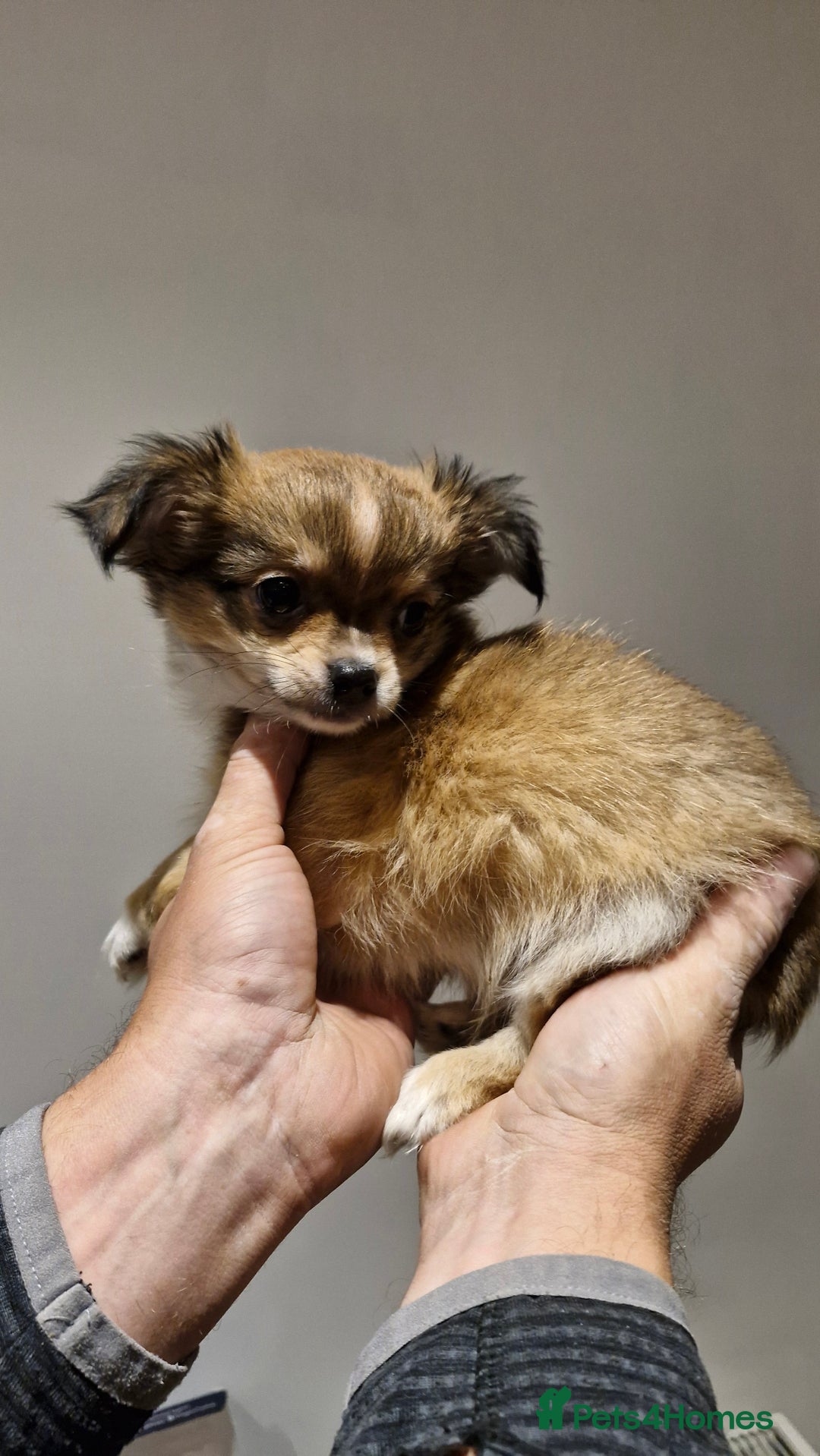 Chihuahua dogs for sale: 🐶READY TO LEAVE🐶 LAST ONE Tiny Chihuahua Puppies - Advert 29