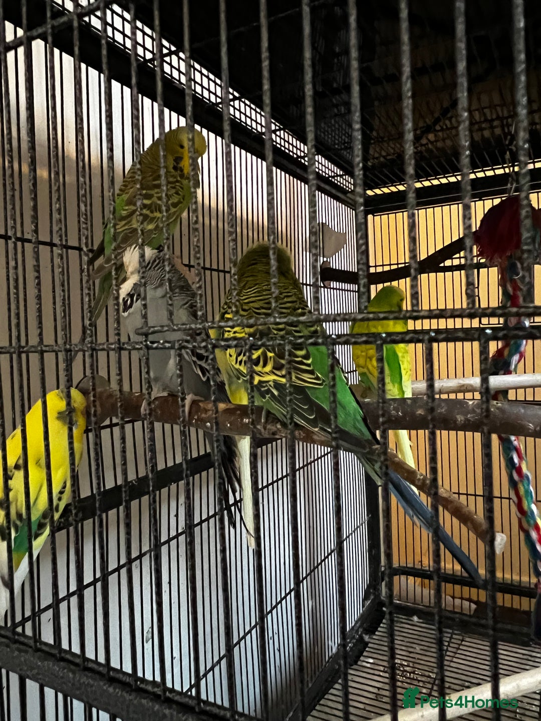 Budgerigars birds for sale: Budgies for sale  - Advert 4