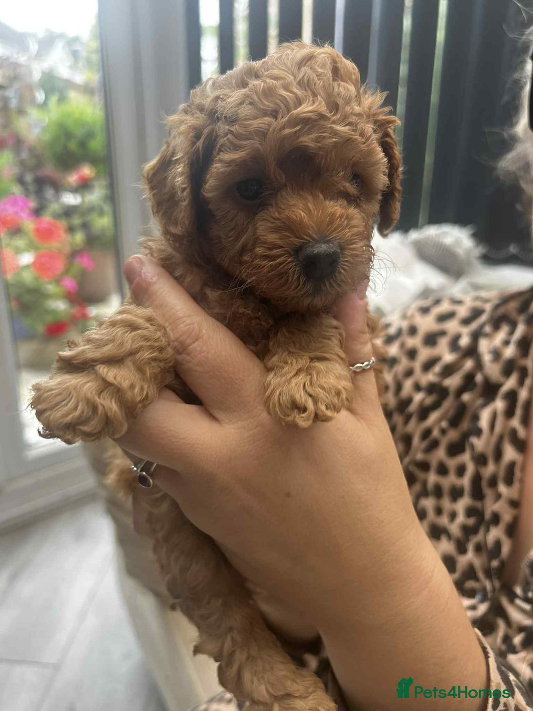 Toy Poodle dogs for sale: Stunning baby KC reg toy poodles  - Image 4
