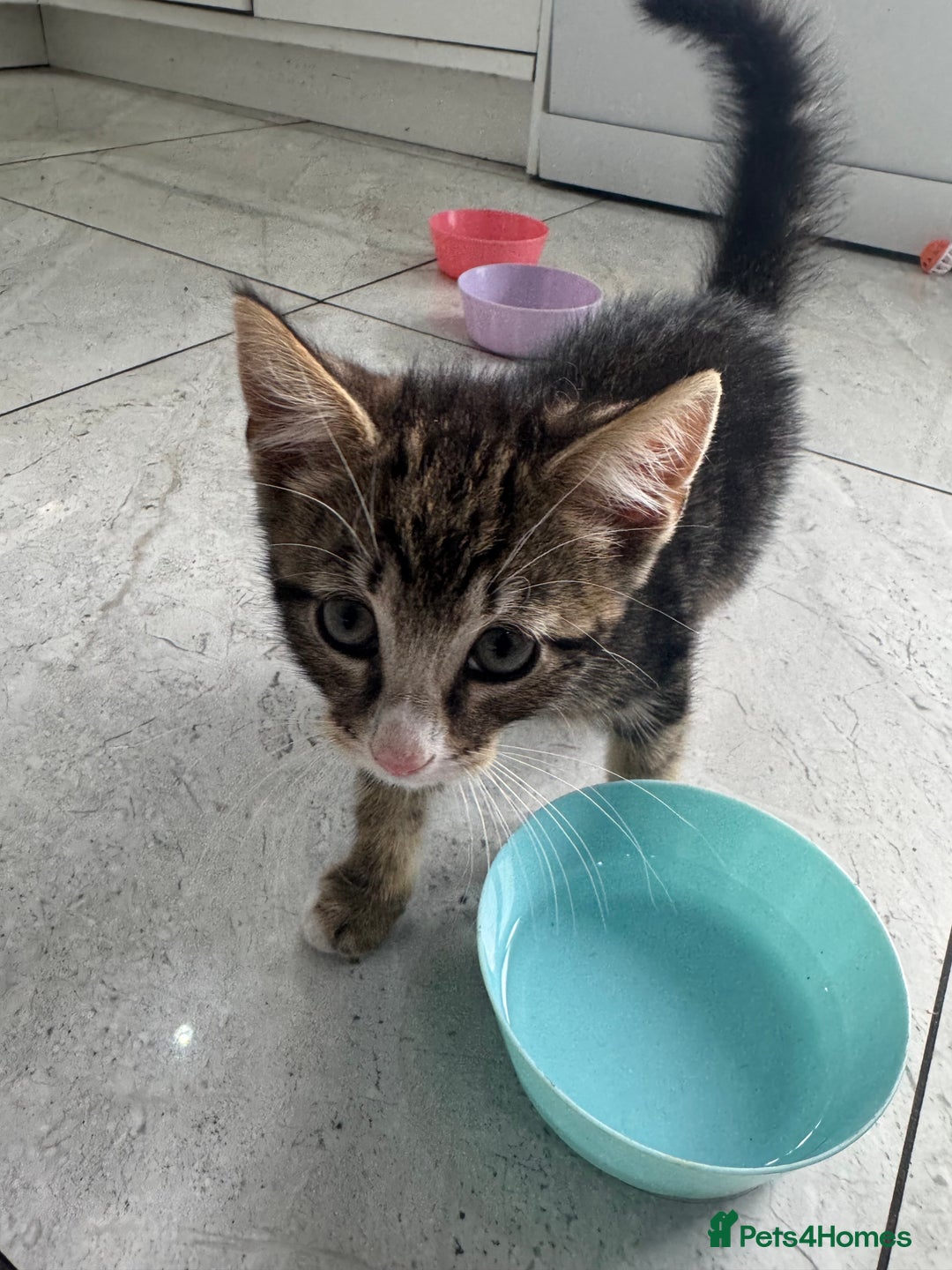 British Shorthair cats for sale: Stripped British shorthair kittens - Image 6
