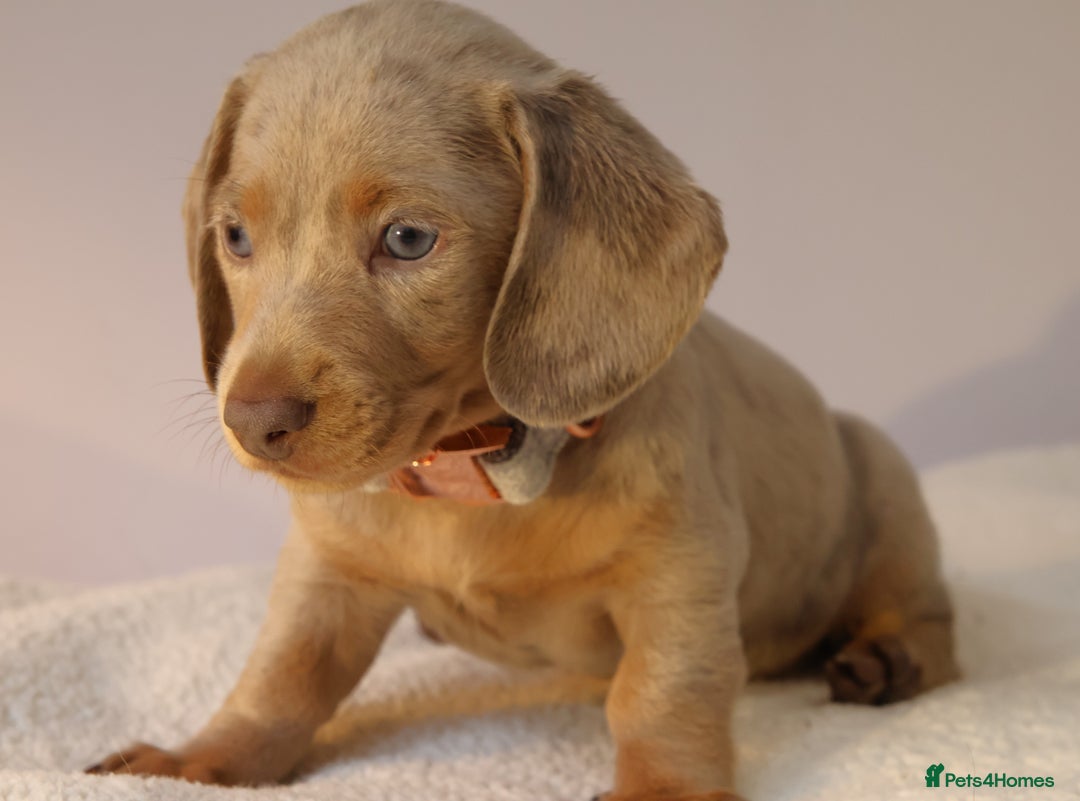 Miniature Dachshund dogs for sale: 🌟5StarsLicense+Holistic+KC+VetCheck+PRAClear - Image 14
