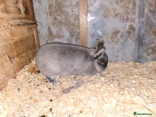 Netherland Dwarf rabbits Smoke netherland dwarf does for sale - Advert 14