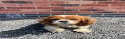 Cavalier King Charles Spaniel dogs for sale: beautiful cavalier dog - Advert 3