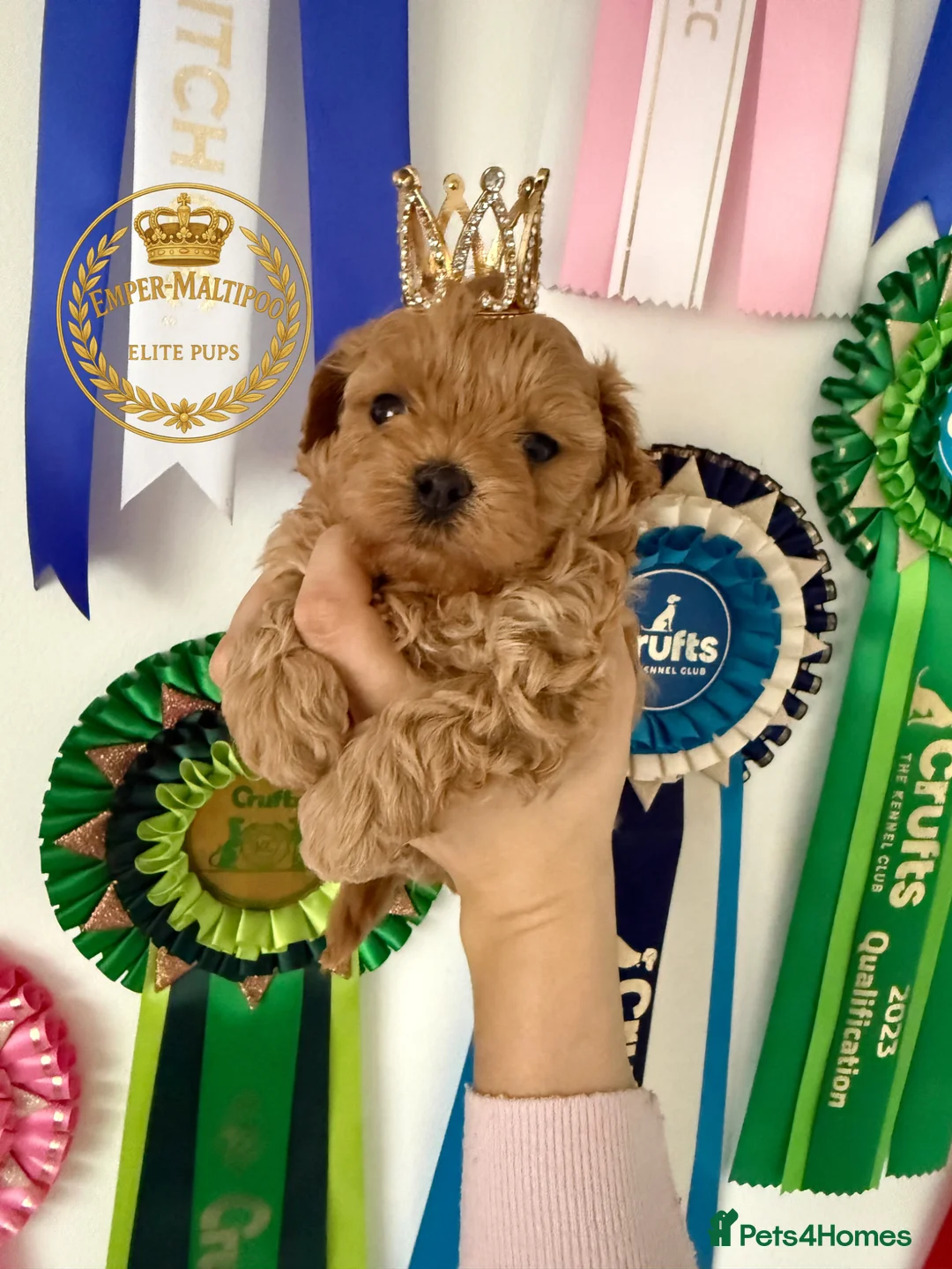Maltipoo dogs for sale: Tiny Maltipoo puppies- Asian dad - Advert 1