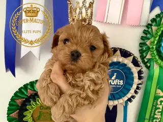 Maltipoo dogs Tiny Maltipoo puppies- Asian dad - Advert 1