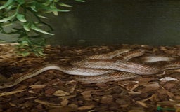 Corn Snake reptiles for sale: 2 year old male corn snake  - Image 2