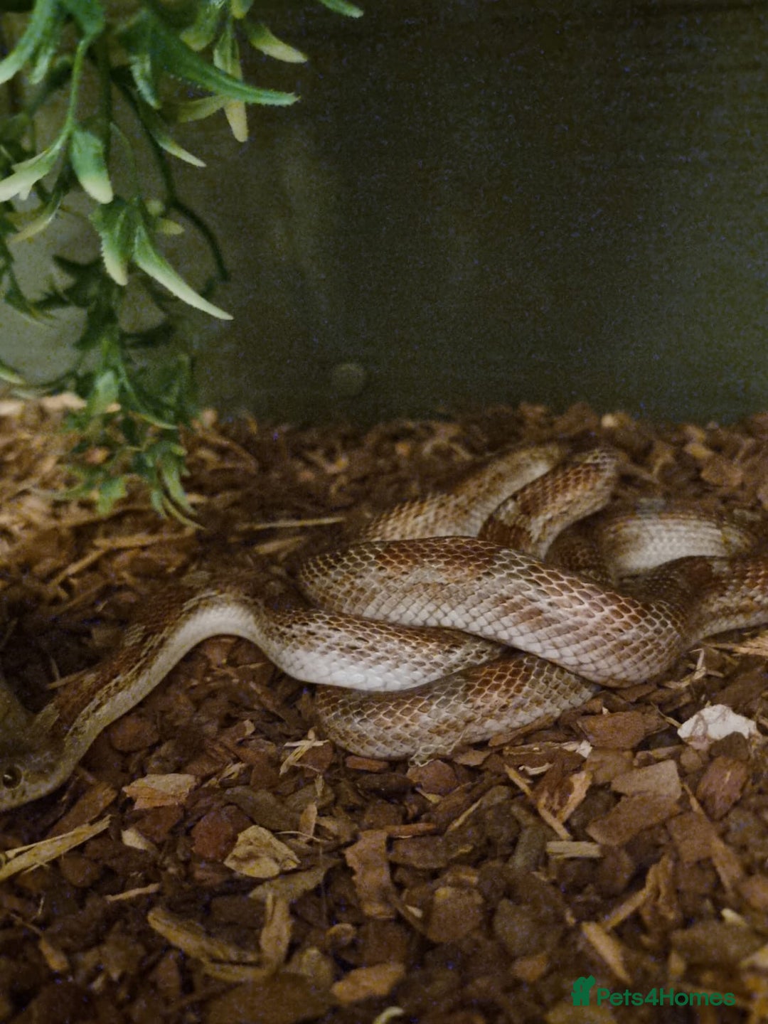 Corn Snake reptiles for sale: 2 year old male corn snake  - Image 2