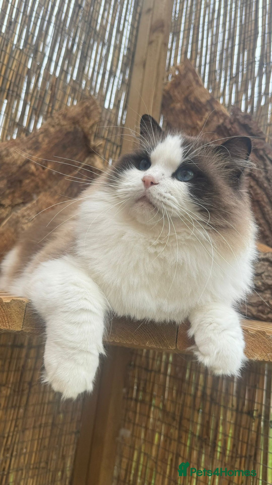 Ragdoll cats for sale: WORLD BEATIFUL RAGDOLL KITTEN/FIFe - Image 29