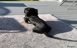 Miniature Dachshund dogs for stud: True Miniature Dachshund for stud only - Image 4