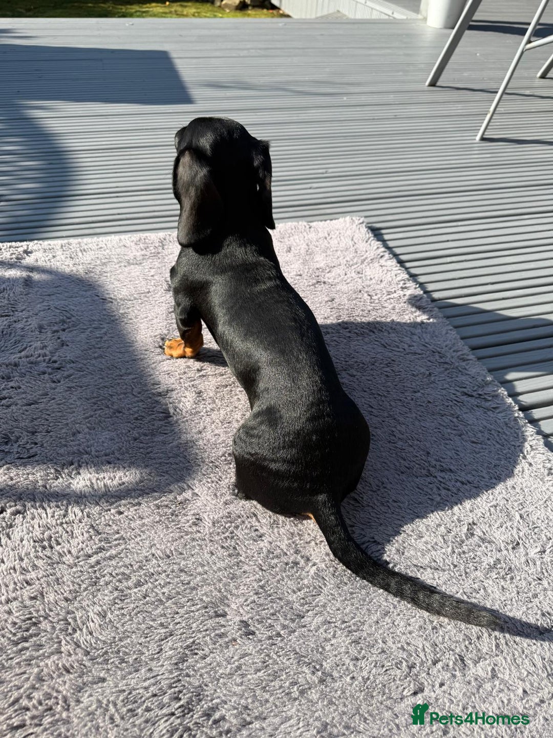 Miniature Dachshund dogs for stud: True Miniature Dachshund for stud only - Image 4