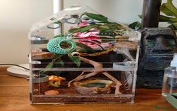 Spiders invertebrates for sale: 3 x female young adult jumping  spiders phidippus - Image 19