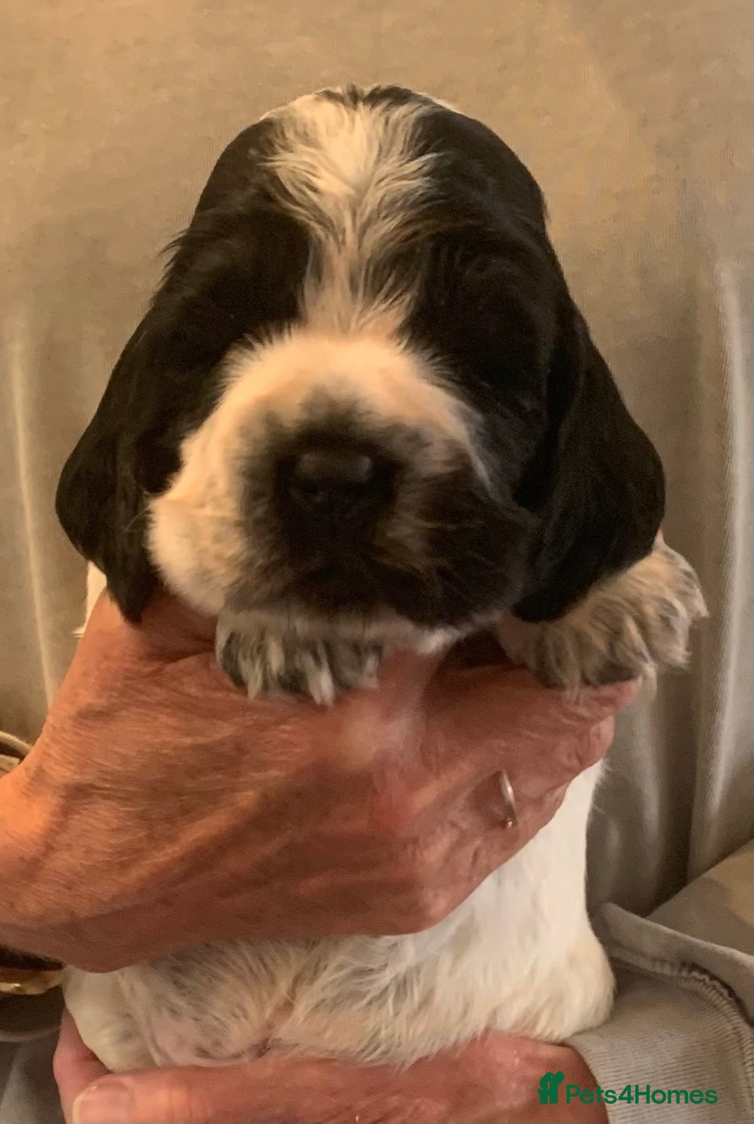 Cocker Spaniel dogs for sale: Show Cocker Spaniel pups - Image 3