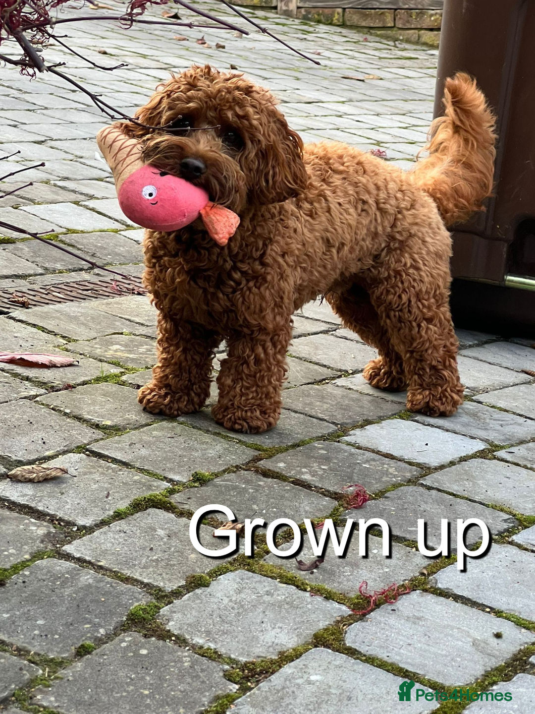 Cavapoo dogs for sale: EXTENSIVELY HEALTH TESTED Toy Cavapoos - Image 10