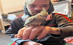 Cockatiels birds for sale: Cockatiels for sale hand tame - Image 12