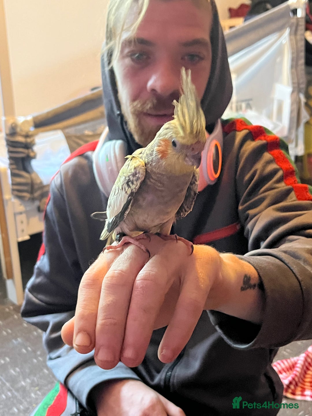 Cockatiels birds for sale: Cockatiels for sale hand tame - Image 12