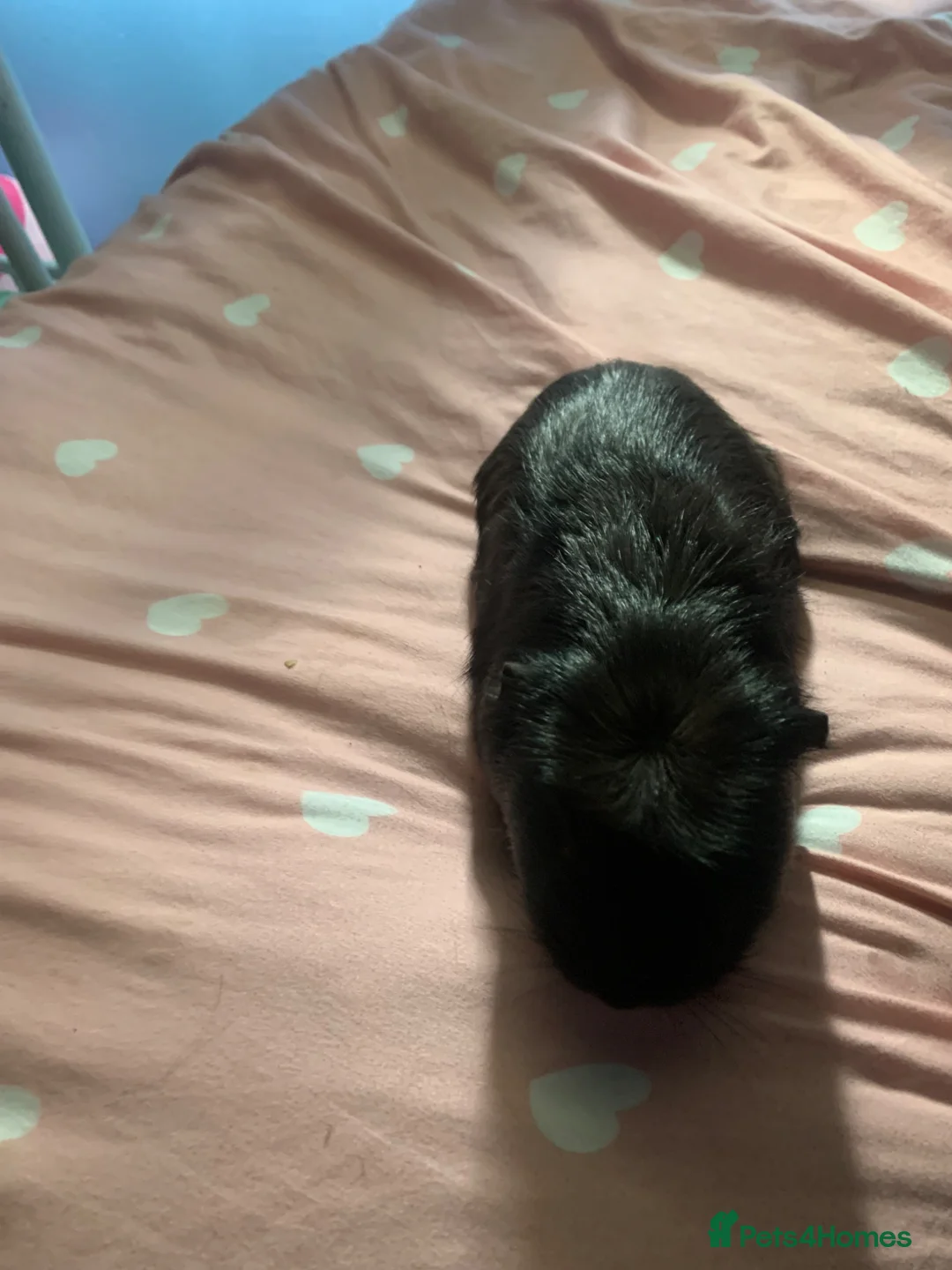 Guinea Pig rodents for sale: Male Guinea pig 14 months old  - Advert 2