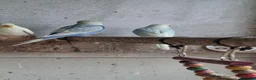 Mixed Breed birds for sale: Budgies for sale  - Advert 39