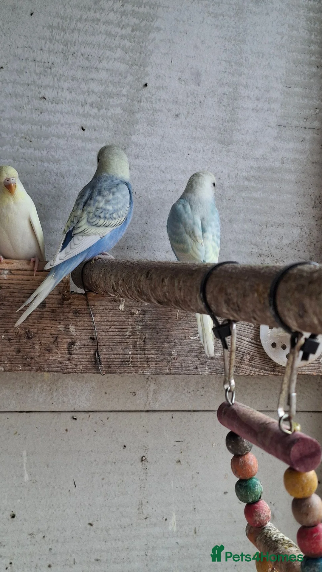 Mixed Breed birds for sale: Budgies for sale  - Advert 39