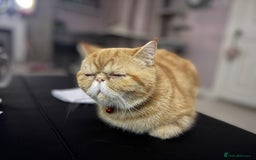 Exotic cats for sale: Exotic shorthaired Persian female - Image 1