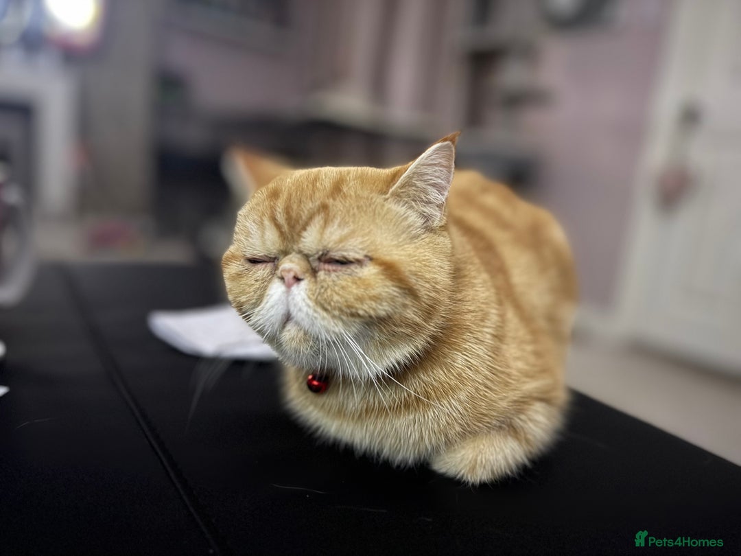 Exotic cats for sale: Exotic shorthaired Persian female - Image 1