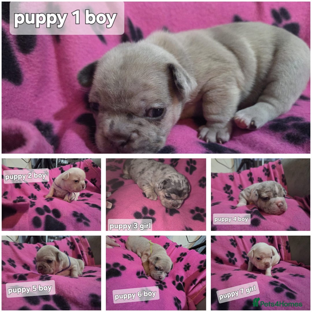 French Bulldog dogs for sale: Frenchie puppies for sale  - Advert 1