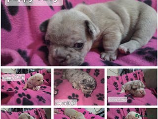 French Bulldog dogs Frenchie puppies for sale - Advert 10
