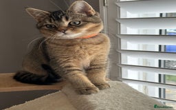 British Shorthair cats for sale: READY NOW! 2 available girls - Advert 20