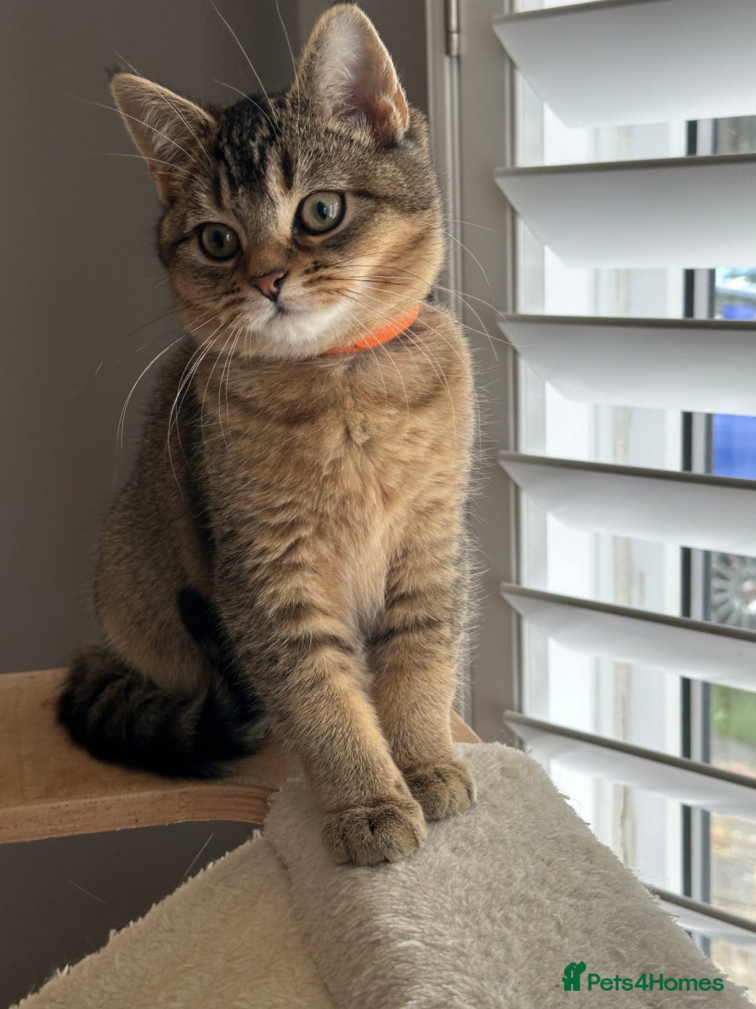 British Shorthair cats for sale: READY NOW! 2 available girls - Advert 20