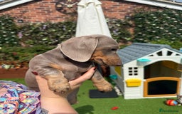 Dachshund dogs for sale: Miniature Dachshund Puppy - Image 2