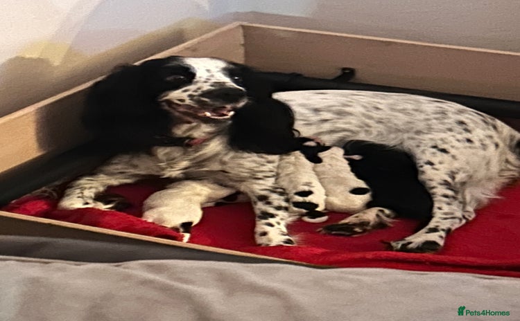 Cocker Spaniel dogs - Advert 2