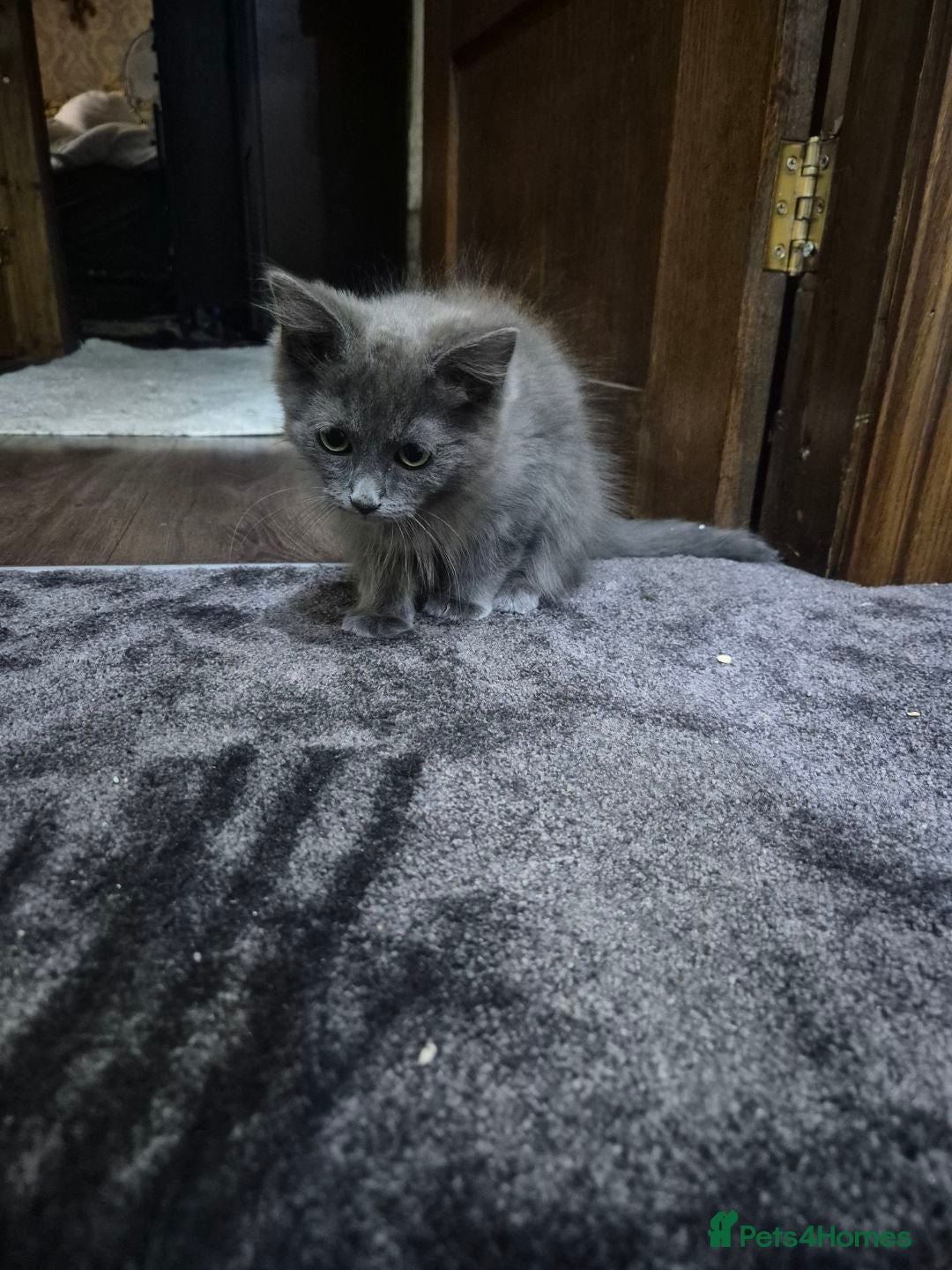 Ragdoll cats for sale: 4 ragdolls ready to leave now  - Image 12