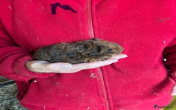 Guinea Pig rodents for sale: Texel and Lunkarya Guinea Pigs - Image 9