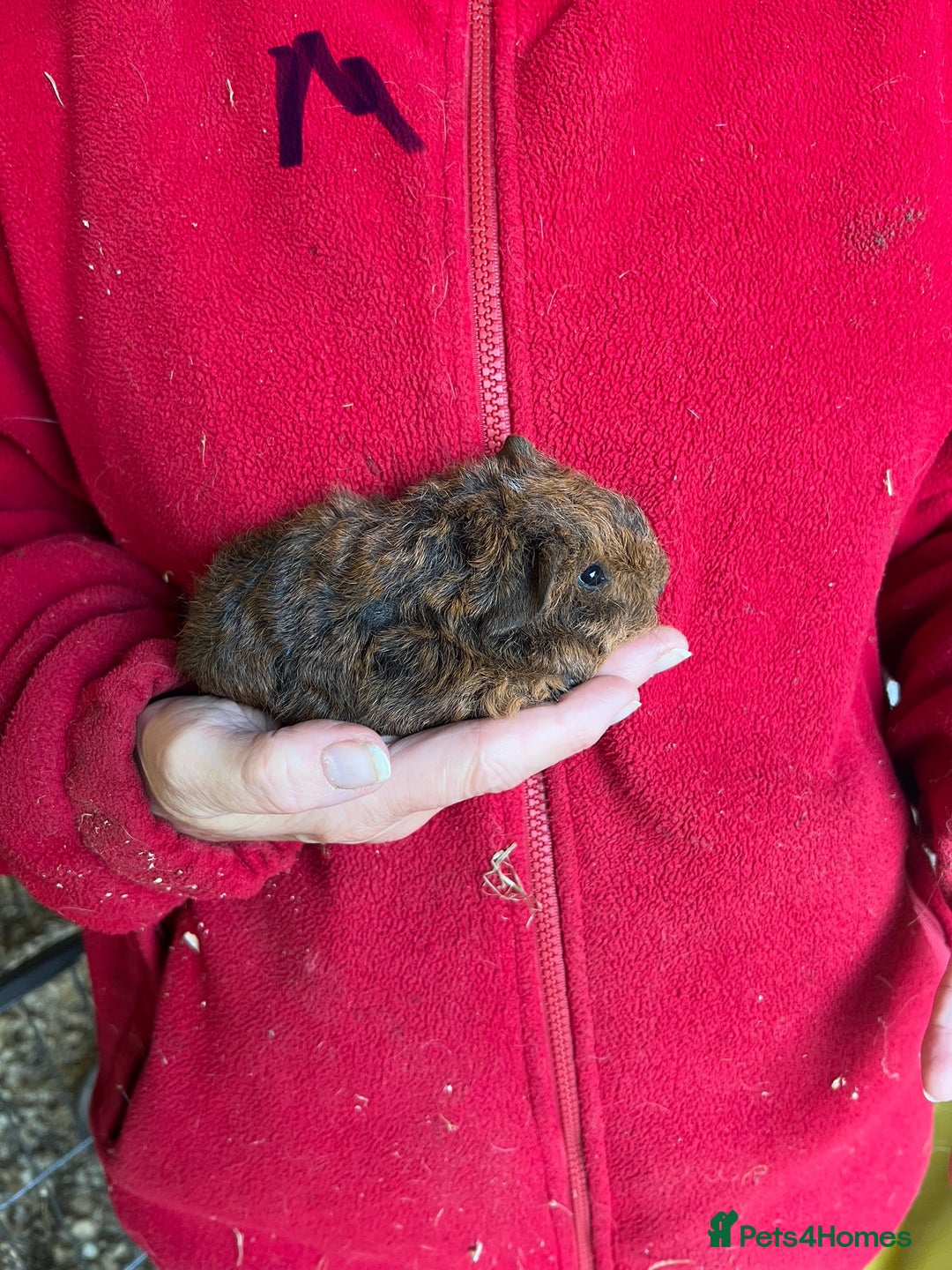 Guinea Pig rodents for sale: Texel and Lunkarya Guinea Pigs - Image 9